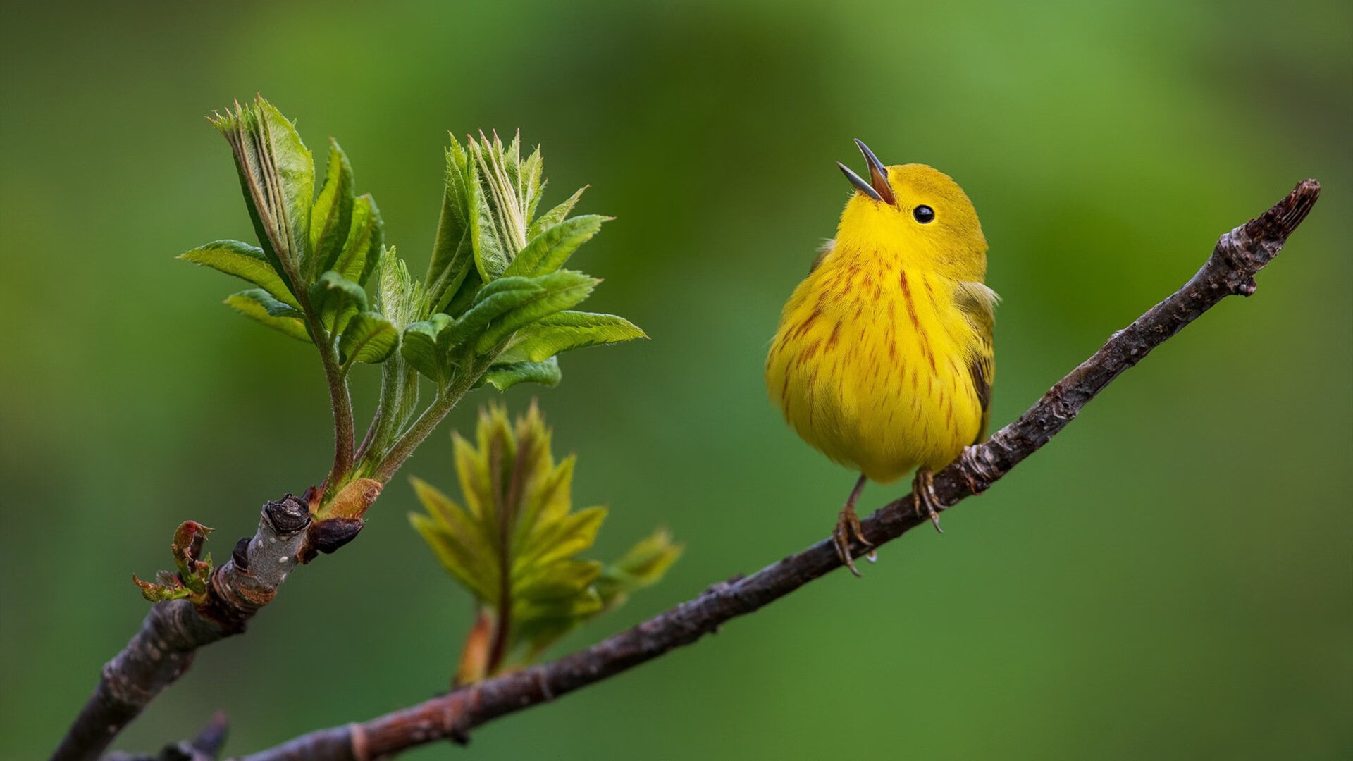 关键时刻,狼王蒂伊多次投中决定胜负的远距离三分!,狼王大帝